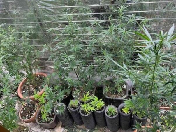 Policija u Žepču pronašla laboratoriju za uzgoj indijske konoplje