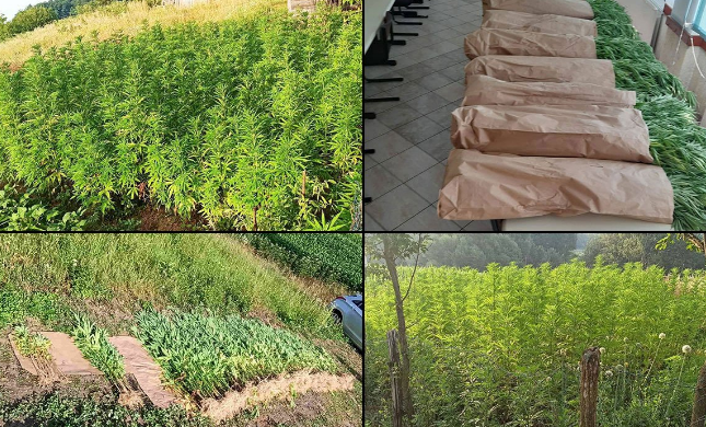 Policijska akcija u Derventi, pronađeno 440 stabljika indijske konoplje