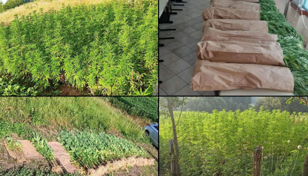 Policijska akcija u Derventi, pronađeno 440 stabljika indijske konoplje