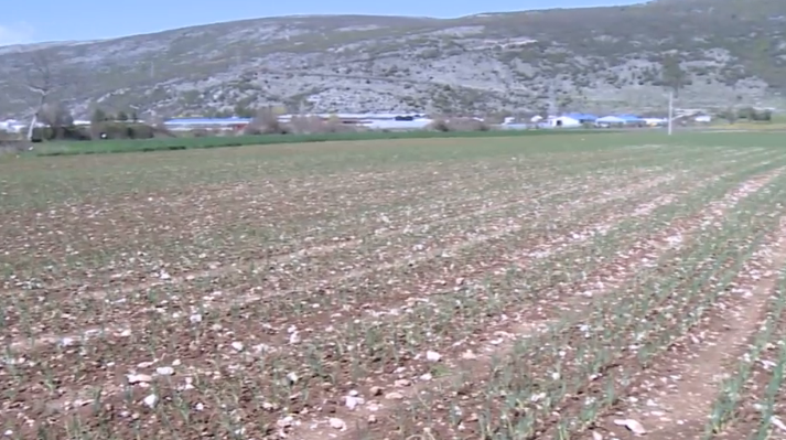 Poljoprivrednici u Hercegovini sve se više okreću uzgoju bijelog luka