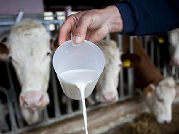 Poljoprivrednici upozoravaju: Pad cijena mlijeka prijeti gašenjem farmi