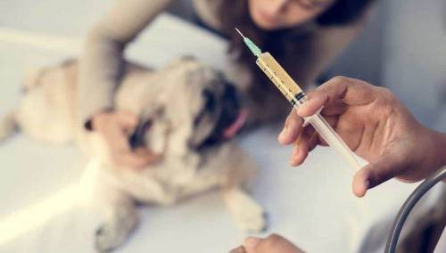 Ponovno registrovano bjesnilo je neizlječivo i smrtonosno, neophodna prevencija