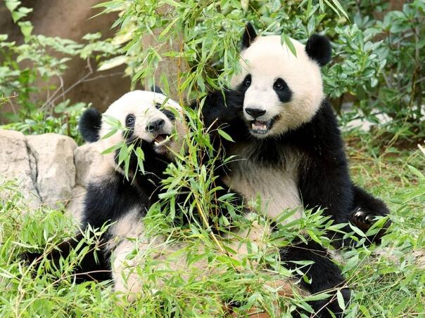 Popularne panda blizanke napuštaju Japan poslije pola stoljeća