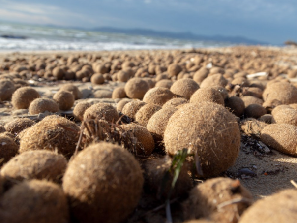 "Posejdonove loptice": Prirodni saveznik u borbi protiv plastike u moru