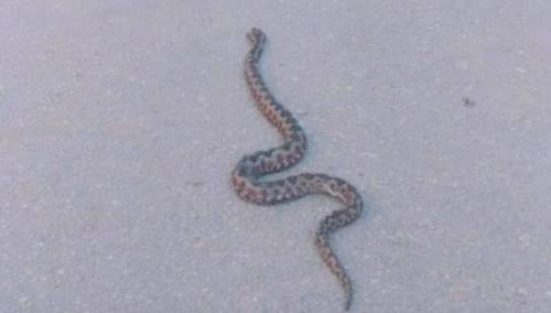 Poskok fotografisan kod bolnice u Mostaru