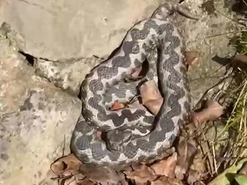 Poskok u Banjaluci usred februara