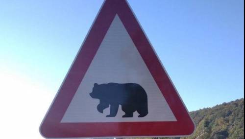 Postavljen prvi saobraćajni znak sa siluetom mrkog medvjeda u BiH