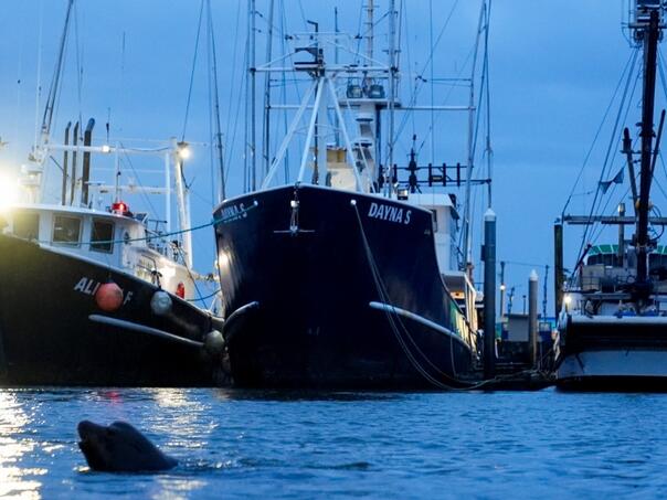 Potonuo ribarski brod kod Falklandskih otoka, strahuje se da je šest ljudi poginulo