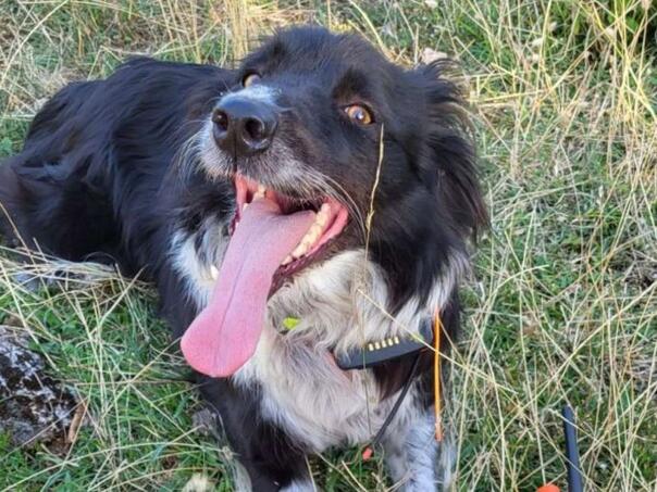 Potražni pas pronašao nestalu Amerikanku kod Međugorja