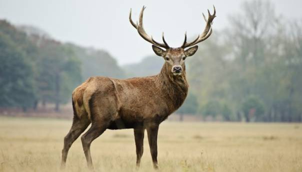 Potvrđen prvi slučaj koronavirusa kod jelena