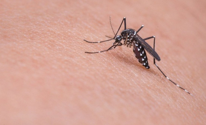 Potvrđen virus Zapadnog Nila u Srbiji