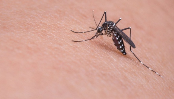Potvrđen virus Zapadnog Nila u Srbiji