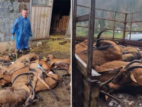 Potvrđena bruceloza na farmi u BiH: Ubijena sva stoka, vlasnik završio u bolnici