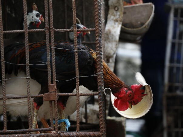 Potvrđena epidemija smrtonosnog virusa