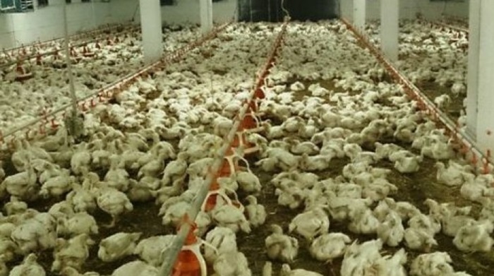 Potvrđeno prisustvo salmonele na tri farme peradi u KS