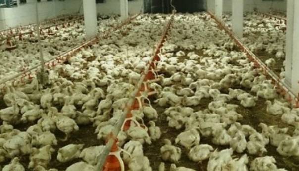 Potvrđeno prisustvo salmonele na tri farme peradi u KS