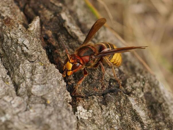 Povećan broj pacijenata zbog ujeda stršljena