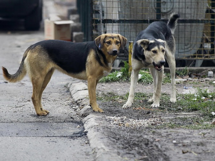 Povećan broj pasa lutalica na ulicama Sarajeva