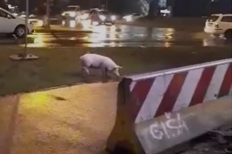 Prase prošetalo banjalučkom ulicom