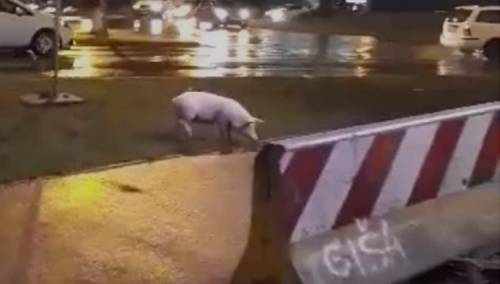Prase prošetalo banjalučkom ulicom