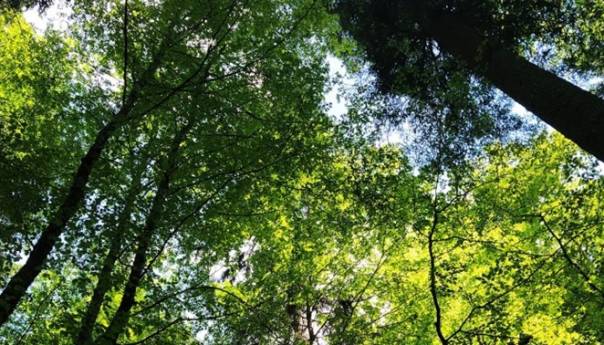 Prašuma Janj na listi UNESCO-a obogatila turističku ponudu BiH