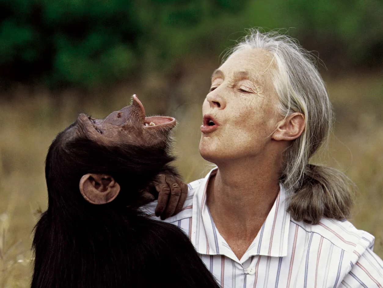Preminula Jane Goodall, čuvena "šaptačica čimpanzama"