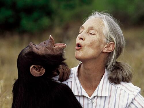 Preminula Jane Goodall, čuvena "šaptačica čimpanzama"
