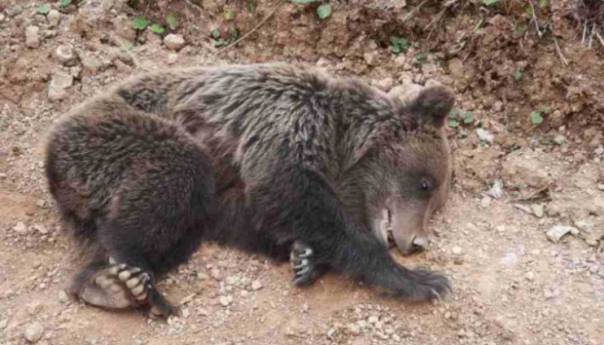 Preminula medvjedica pronađena na kamenolomu u Kreševu