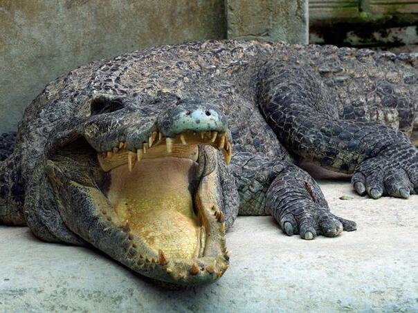 Preminuo najduži krokodil na svijetu