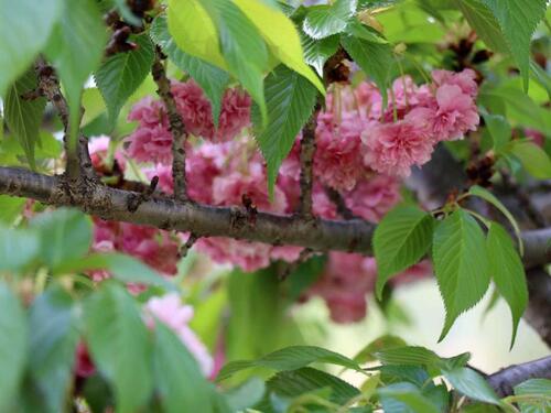 Priča koja traje već 18 godina: Festival japanske trešnje 'Sakura' stigao i u Mostar