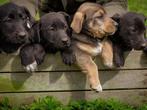 Prijatelji životinja objavili: Niko vam ne može zabraniti da spasite psa