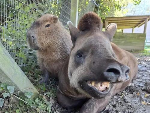 Prijateljstvo do smrti: Tapir i kapibara uginuli u istom danu