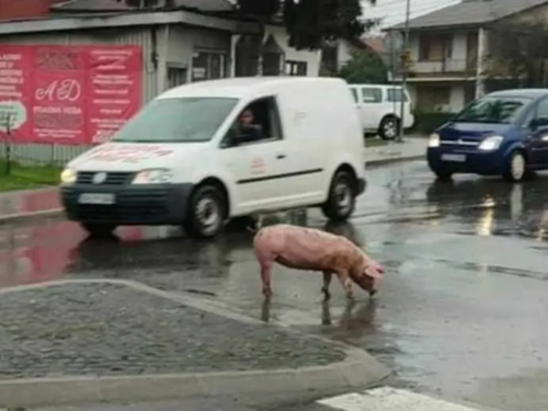 Prijedor: Prase u kružnom toku