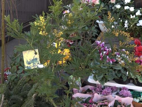 Prijedorski trg 'procvjetao' uoči 8. marta