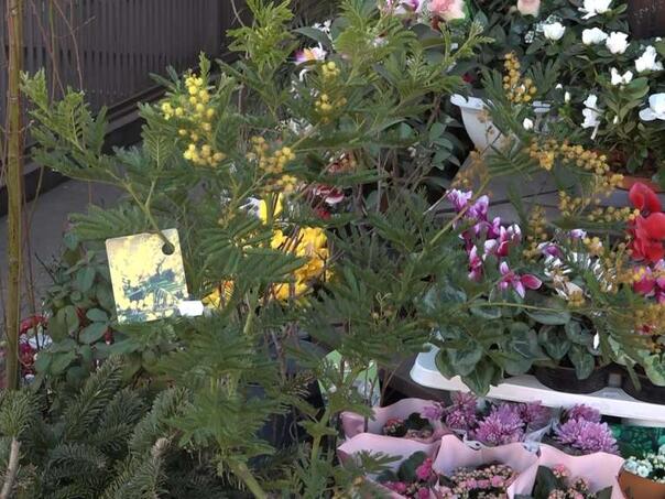 Prijedorski trg 'procvjetao' uoči 8. marta