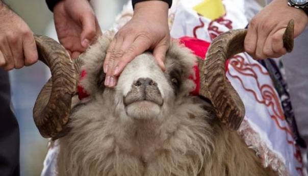 Primat će se samo kurbansko meso koje ima dokument o veterinarskom pregledu