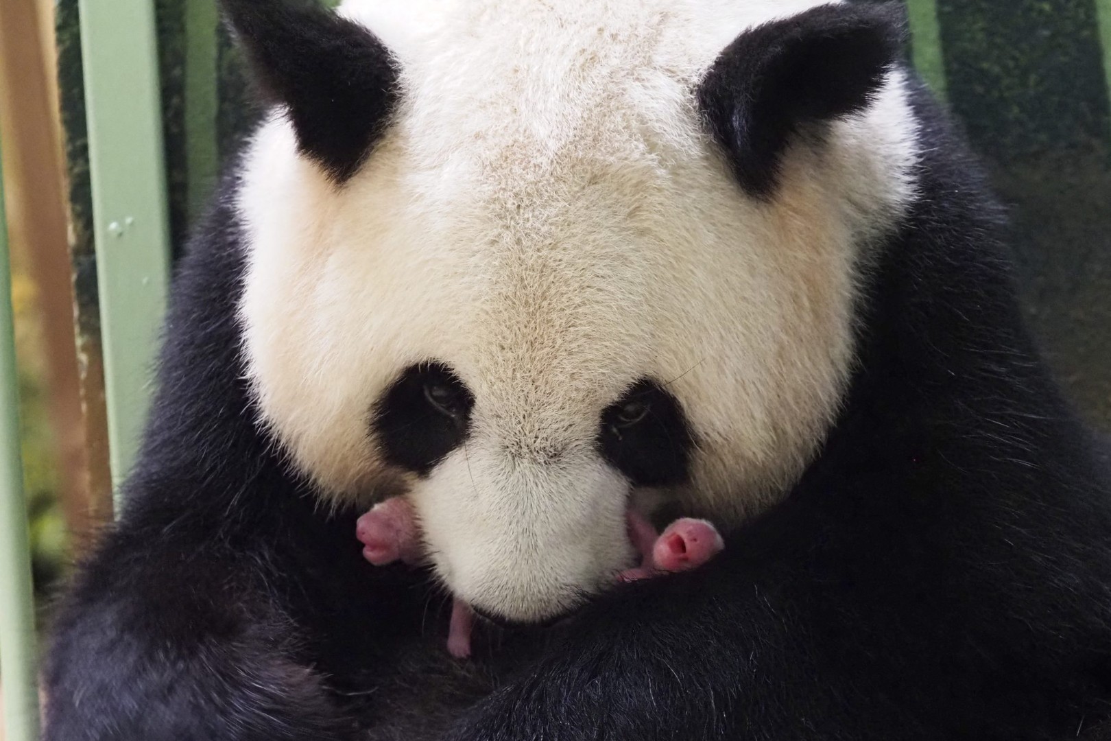 Prinova u francuskom zoo vrtu: Džinovska panda Huan Huan dobila blizance