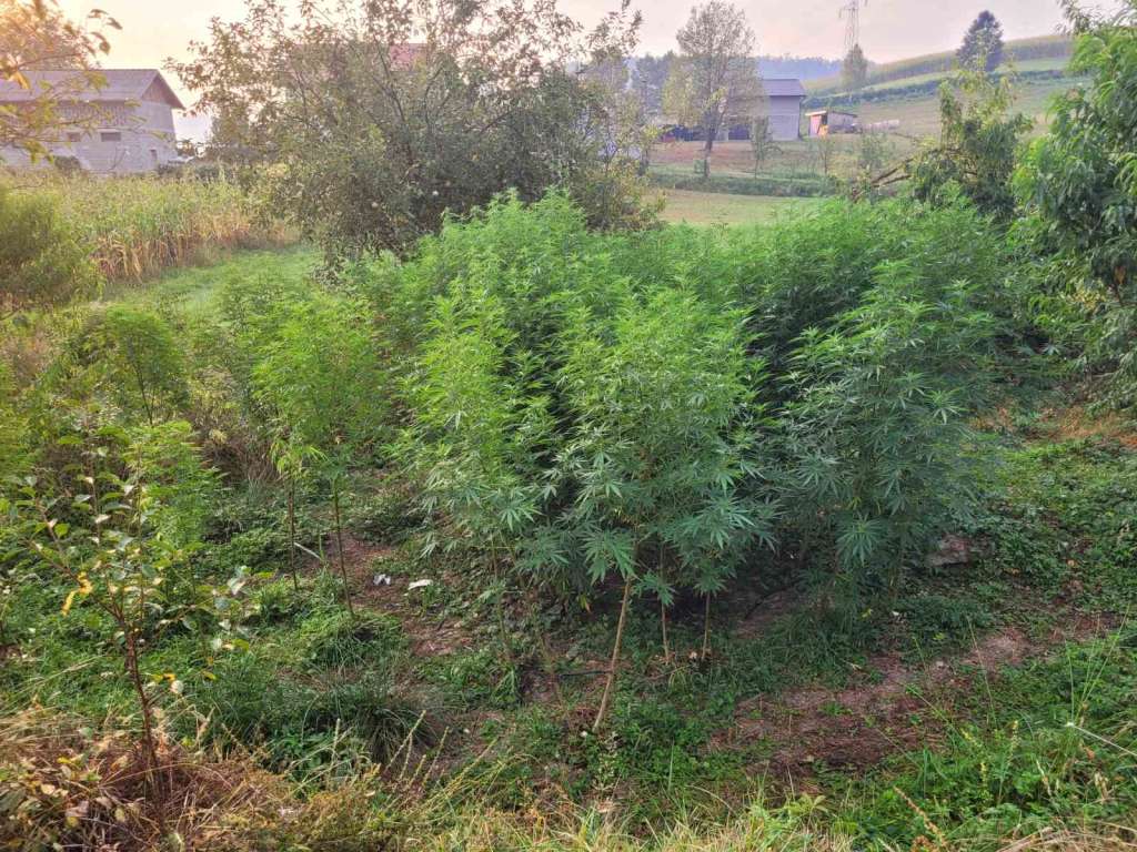 Pripadnici GPBiH otkrili zasad od 46 stabljika indijske konoplje do skoro 3m visine