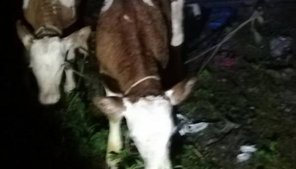 Pripadnici granične policije Zvornik spriječili krijumčarenje stoke