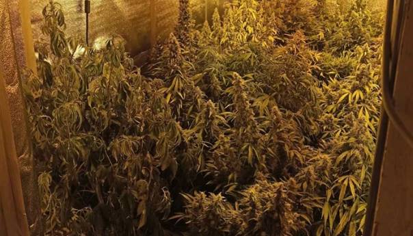 Pripadnici MUP-a KS u Sarajevu pronašli laboratoriju za uzgoj marihuane