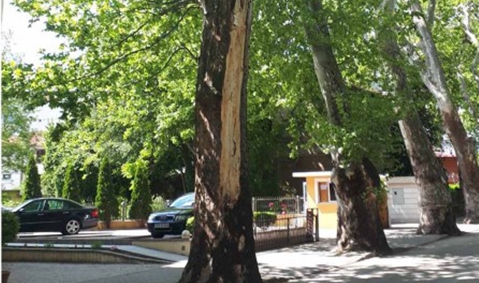 Priprema se projekt sanitarne sječe sasušenih stabala u Mostaru