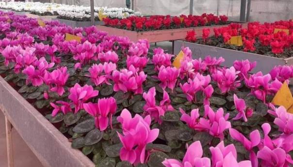 Pripreme za proizvodnju cvijeća koje će ukrasiti Sarajevo