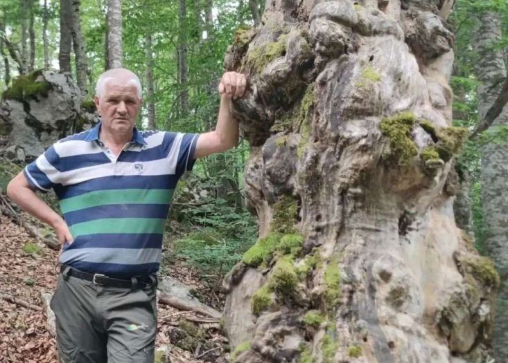 Prirodni fenomen na Vran planini: Stara odumrla bukva predložena za spomenik prirode