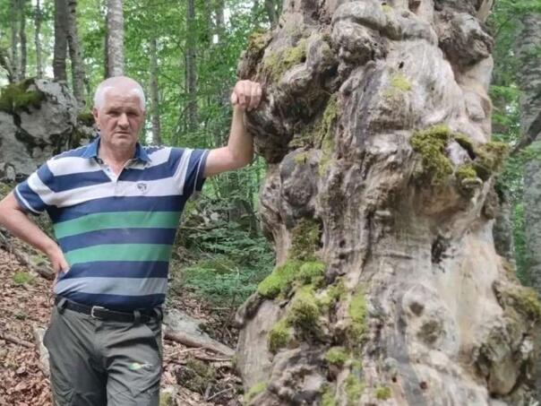 Prirodni fenomen na Vran planini: Stara odumrla bukva predložena za spomenik prirode