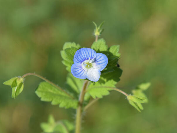 Prirodni tonik za jetru, pluća i kožu – čestoslavica