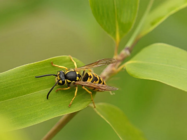 Prirodno i bez hemikalija: Od ovog ose bježe kao lude
