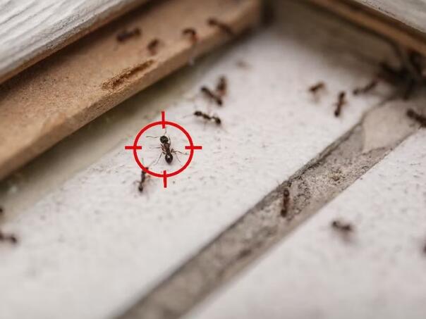 Prirodno sredstvo od kog mravi bježe kao ludi