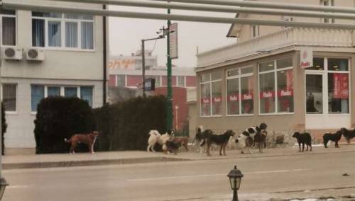 Problem pasa lutalica i dalje prisutan u Goraždu