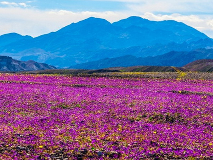 Procvjetala Dolina smrti: Fenomen koji se dešava jednom u deceniji