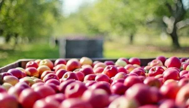 Produženo radno vrijeme fitosanitarne inspekcije za izvoz bh. voća i povrća